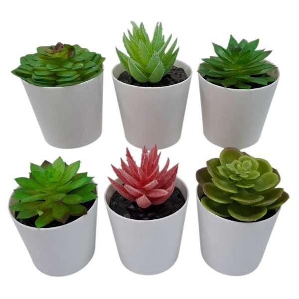 maceta plastica con suculenta 6cm- 39755
