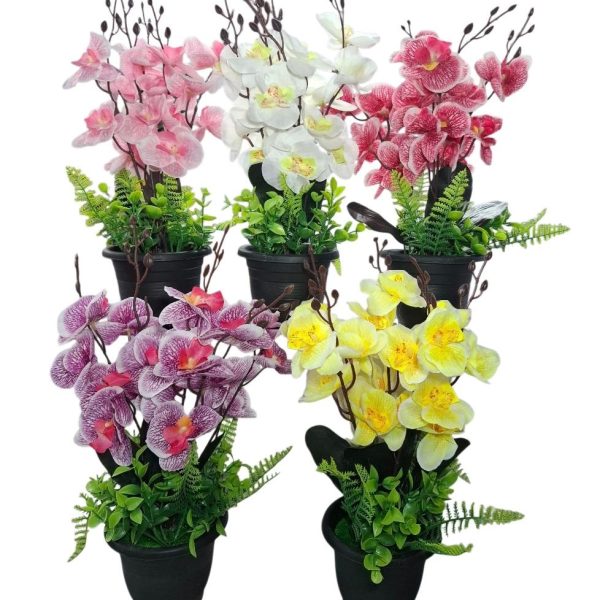 Ramo de Orquideas en maceta con plantas 35 cm- 63941