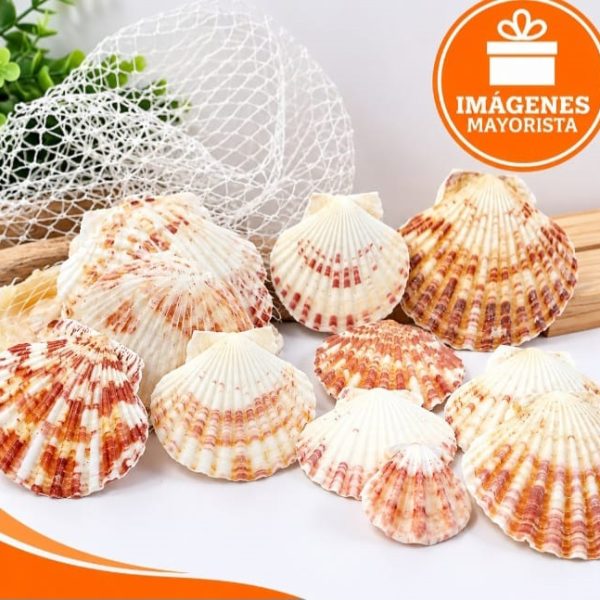 Caracoles decorativos en red- 68559